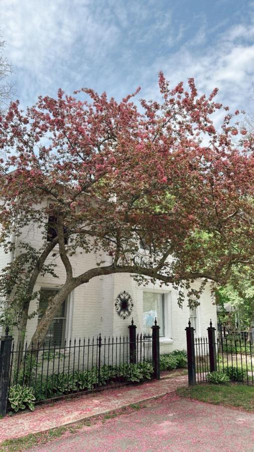 לינה וארוחת בוקר מאונט פלזנט The Ginkgo Tree מראה חיצוני תמונה